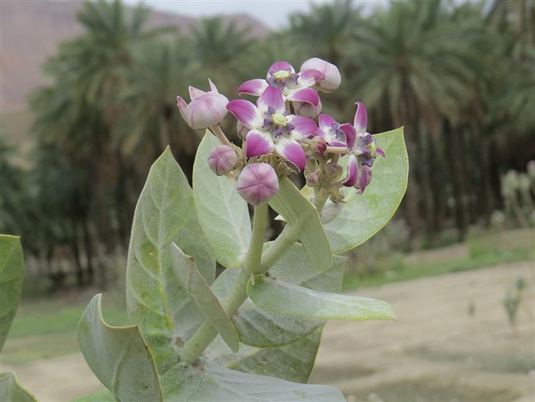عسل طبیعی کرک (استبرق) خوانسار 1 کیلوگرم