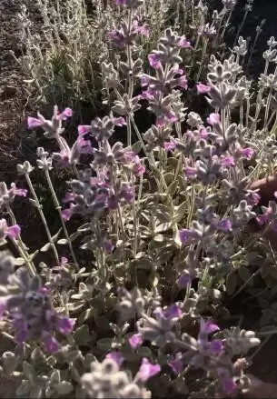 عسل طبیعی گاوپونه خوانسار 1 کیلوگرم