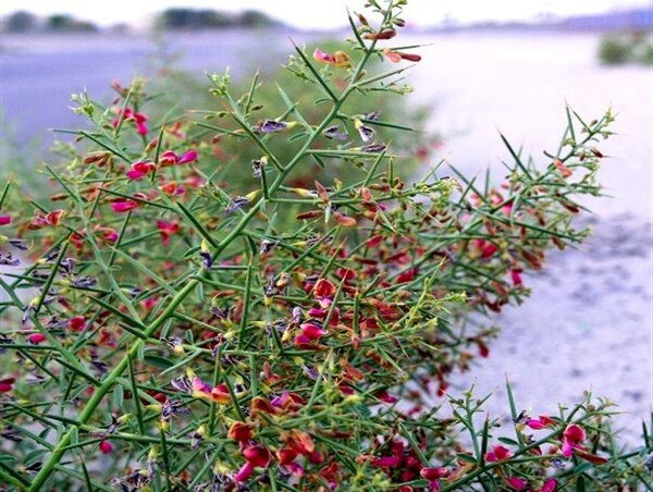 عسل طبیعی خارشتر خوانسار 1 کیلوگرم