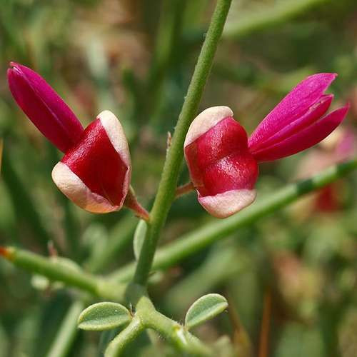 عسل طبیعی خارشتر خوانسار 1 کیلوگرم